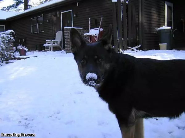 Snow Mustache