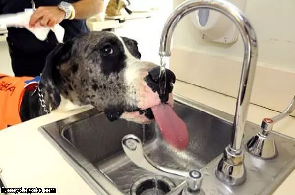 So Thirsty Dog