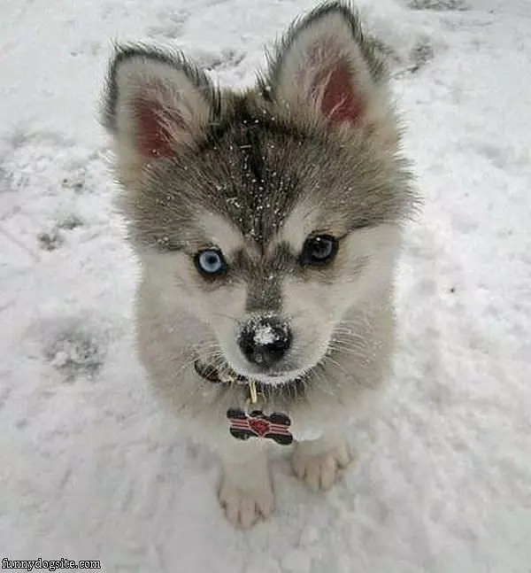 Ridiculously Cute