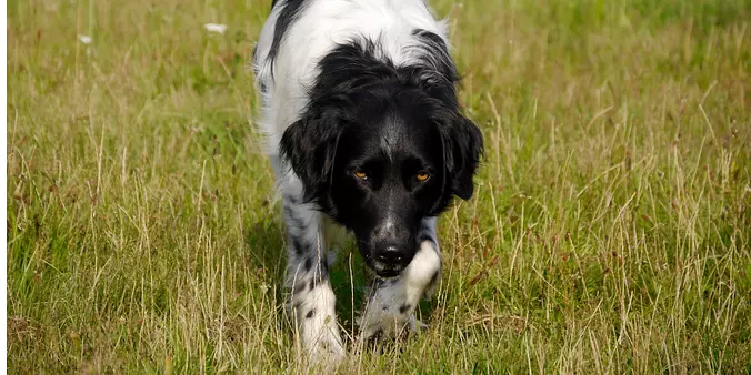 Stabyhouns hounting
