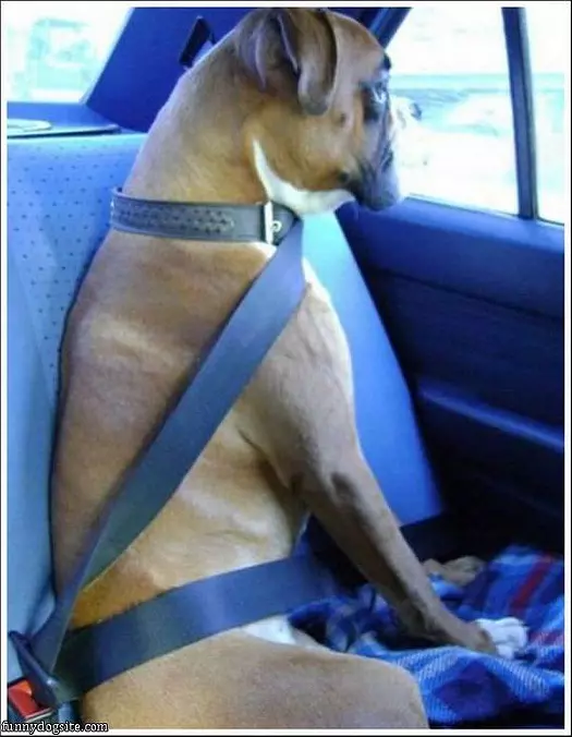 Seatbelt On