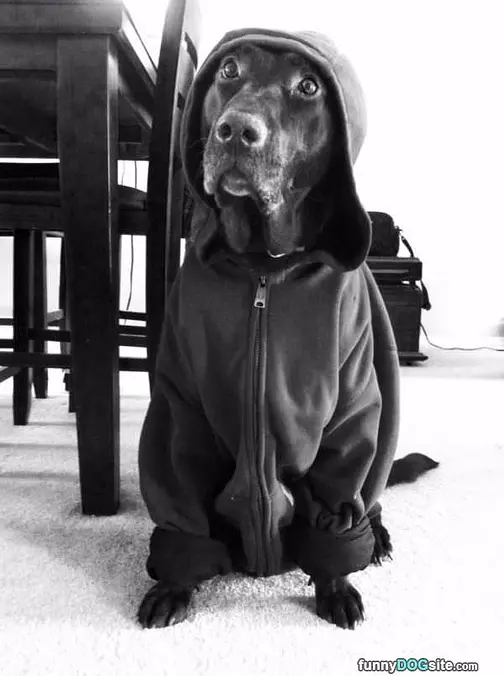 This Is Comfy