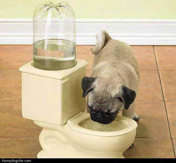 Toilet Dog Dish
