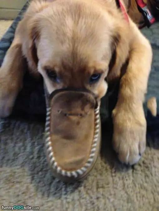 Take A Sniff