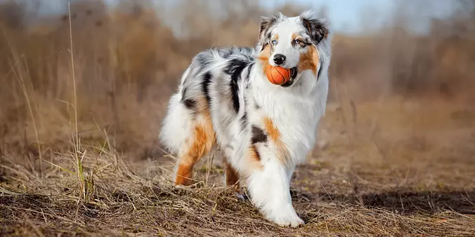 Australian Shepherd playing