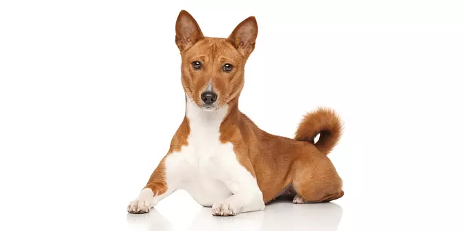 Basenji