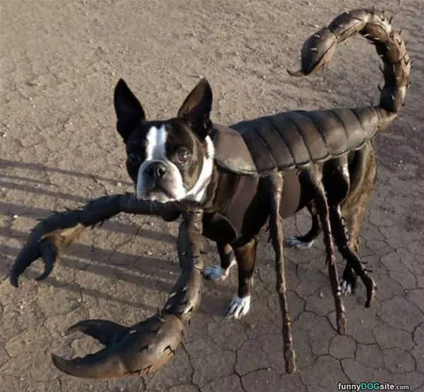 Lobster Dog