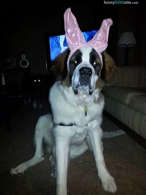 Some Big Ears