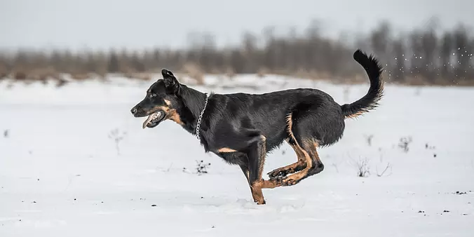 Beauceron running