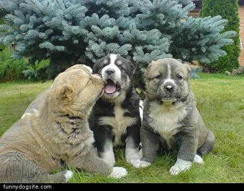 Puppys Playing