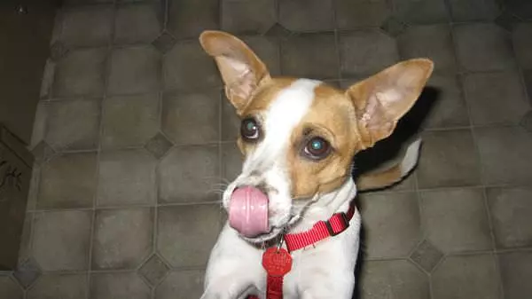 Licky Licky