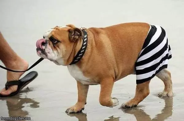 Beach Dog