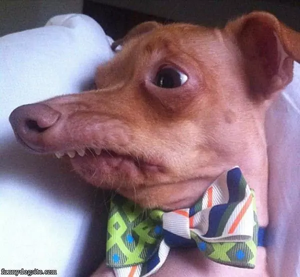 Arf