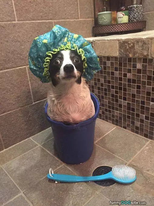 Bucket Dog