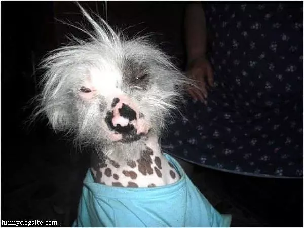 Funny Dog Face