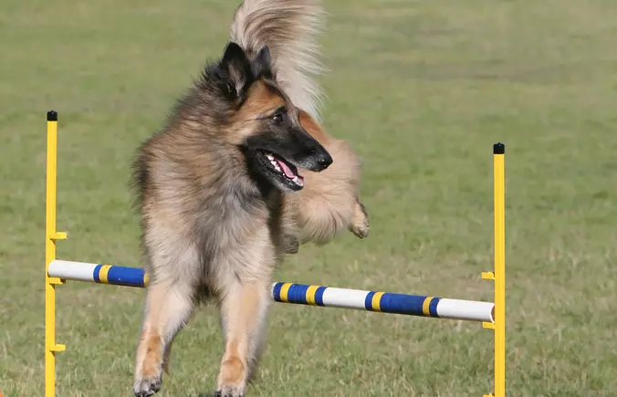 Belgian Tervuren playing