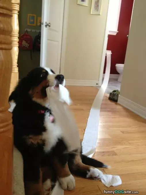 Do You Need Toilet Paper