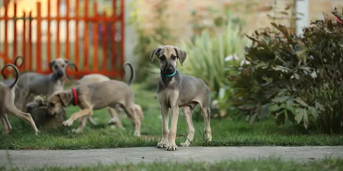 Sloughi puppies