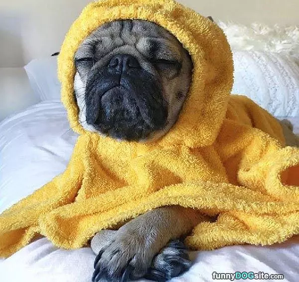 A Very Relaxed Dog