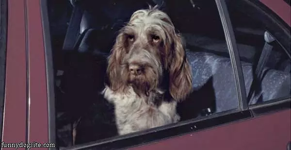 The Dog Is Mad