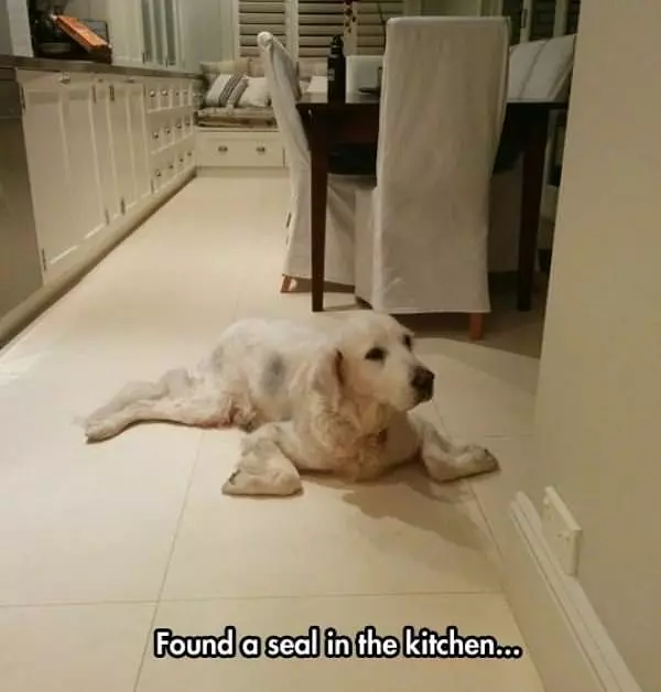 Sitting Like A Seal