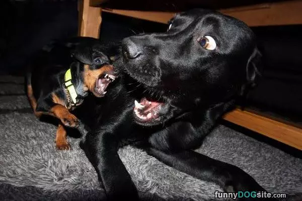 Got You Big Guy