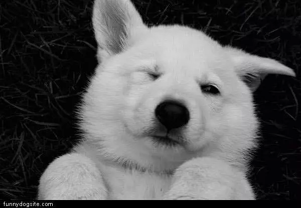 Winking White Dog