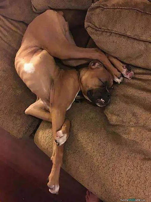 I Am A Pretzel Now