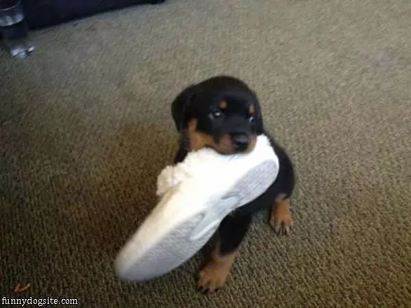 Fetched Your Shoe