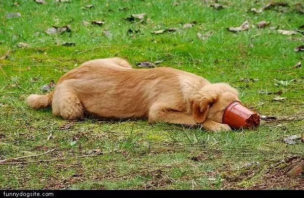 Dog Nose Deep