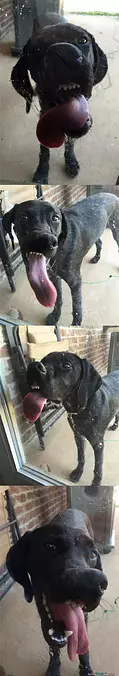 This Window Is Delicious