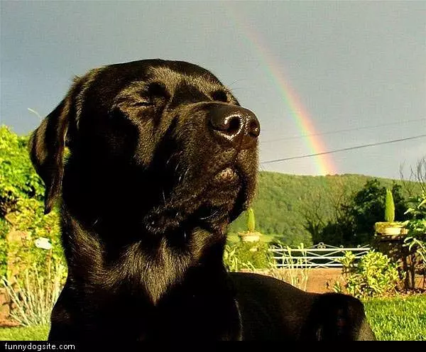 The Rainbow Dog
