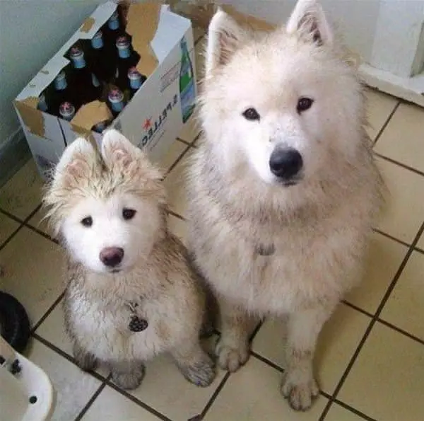 We Both Need Baths