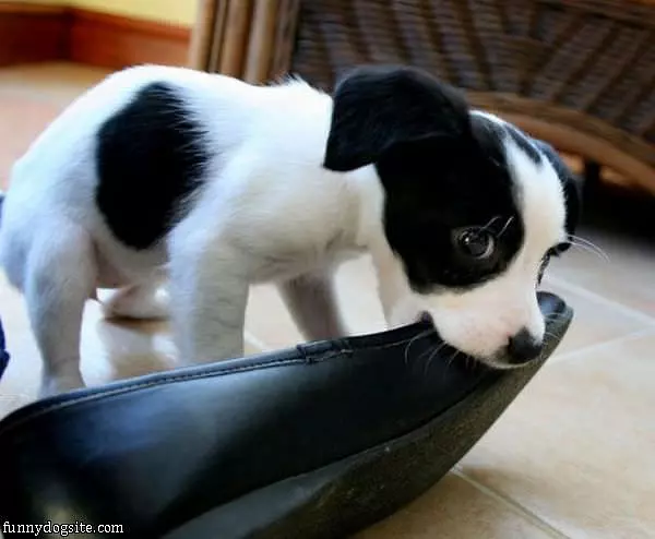 I Fetched Your Shoe