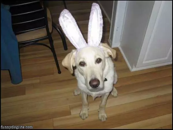 Im A Bunny