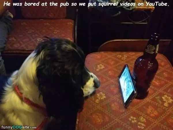 Squirrel Videos For Some Fun
