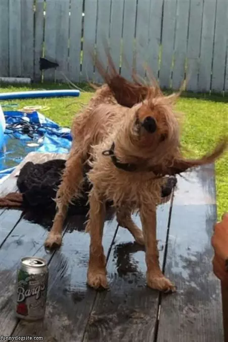Just Doing My Shake Off