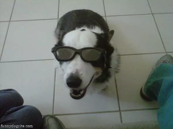 My Shades