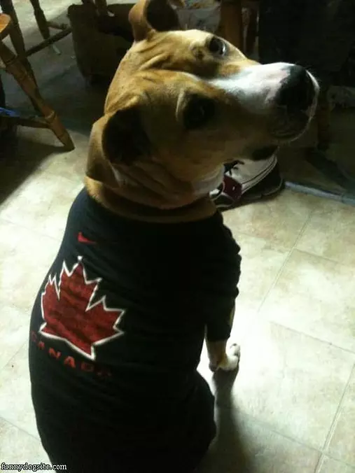 A Canadian Dog