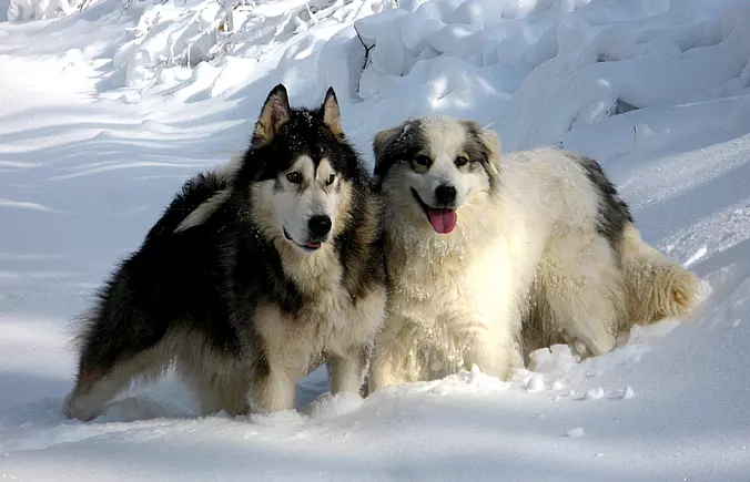 Tornjak and Malamute dogs o...
