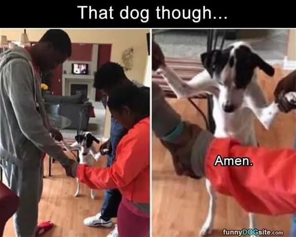 That Dog Is Praying