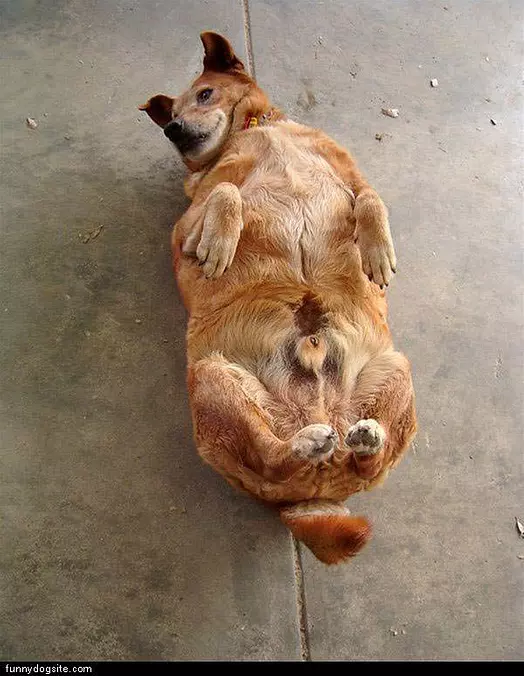 So Fat Dog