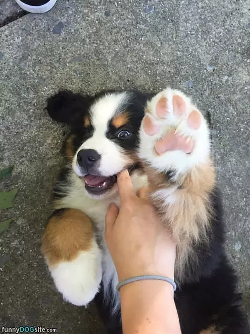 Cute Little Guy