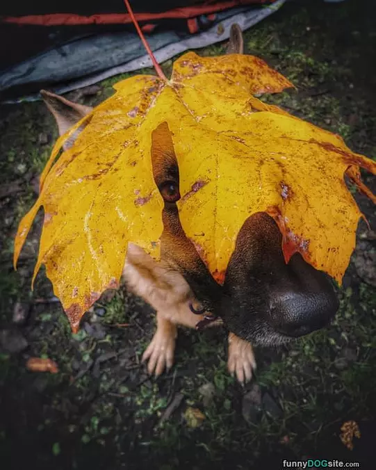 Under The Leaf