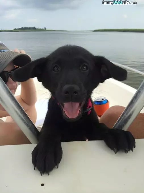 Puppy Ears
