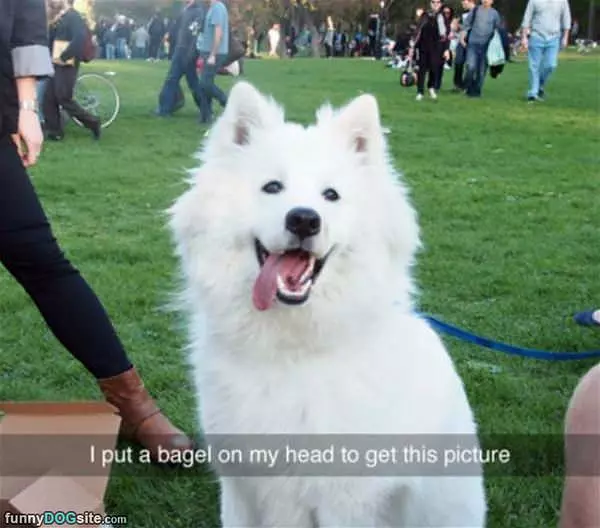 A Beautiful Dog Picture