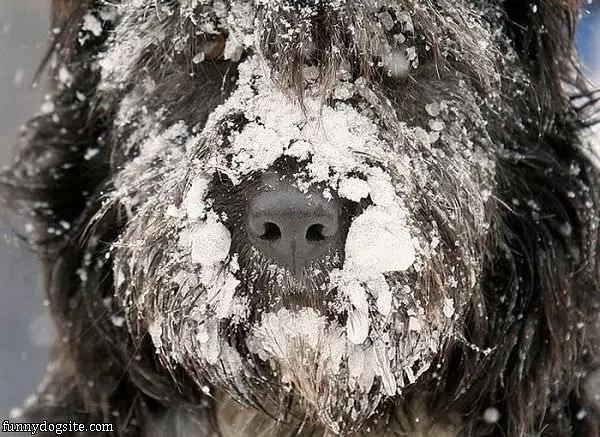 My Face Is Cold