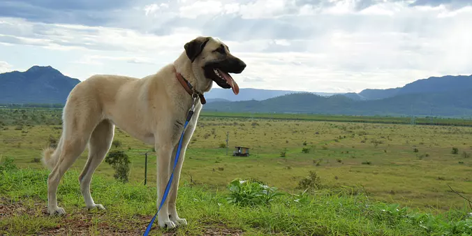 Anatolian Shepherd Dog