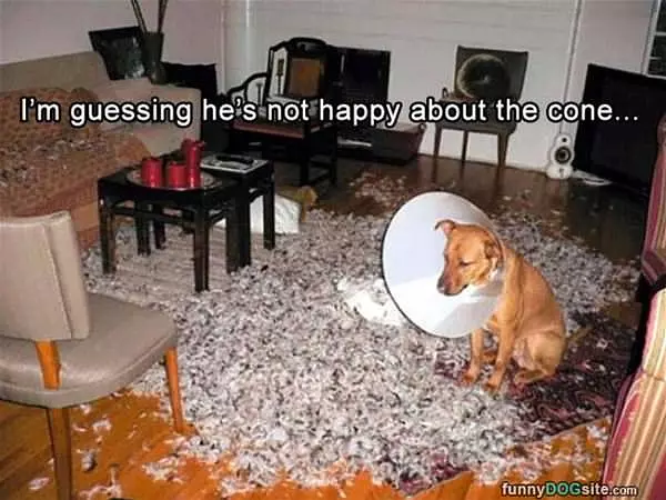 Not Happy About The Cone
