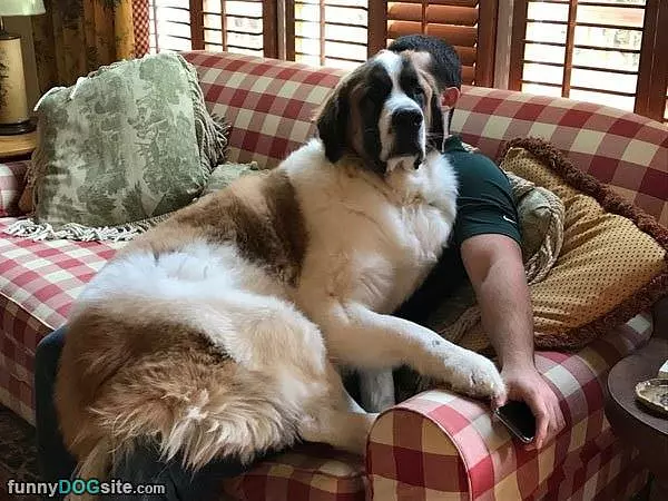 I Will Always Be A Lapdog